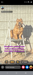 Reunited Male Dog last seen Lake mead and jones , Las Vegas, NV 89108
