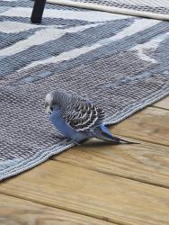 Found/Stray Unknown Bird last seen Wellington lane dayton , Miamisburg, OH 45459