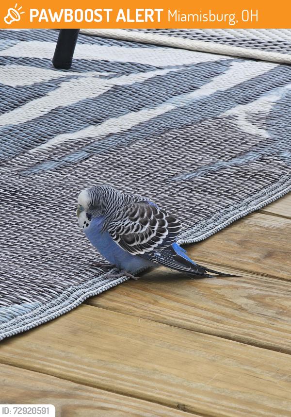 Found/Stray Unknown Bird last seen Wellington lane dayton , Miamisburg, OH 45459