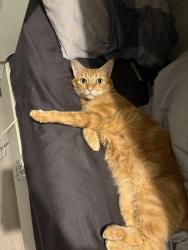 Reunited Male Cat last seen Near haggerston park/kay street/coate street, Greater London, England E2