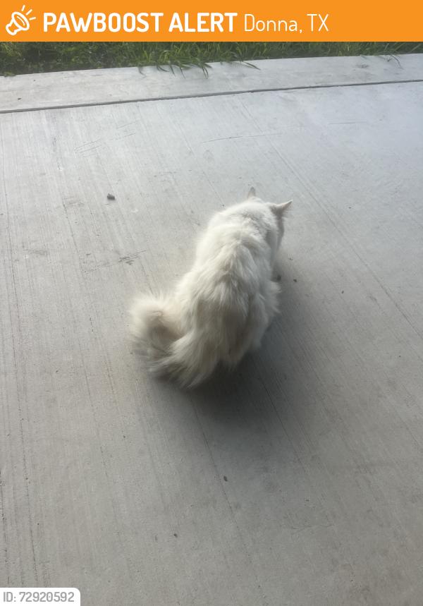 Found/Stray Male Cat last seen Victoria RD, Donna, TX 78537