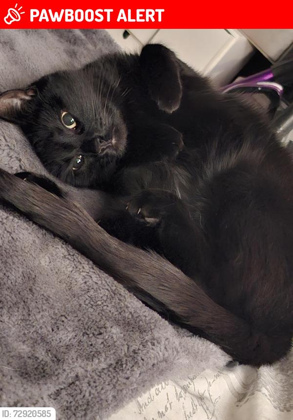 Lost Female Cat last seen Swan Rd, The Alders, Cross Street,  The Cygnets. , Greater London, England TW13 6LZ