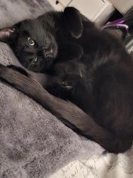 Lost Female Cat last seen Swan Rd, The Alders, Cross Street,  The Cygnets. , Greater London, England TW13 6LZ