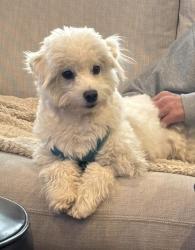 Reunited Male Dog last seen Montclair Ave. & Beverly Ave., Montclair, NJ 07042