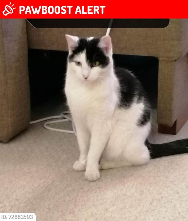 Lost Male Cat last seen Gundulf road, Lower Quinton, England CV37 8WX