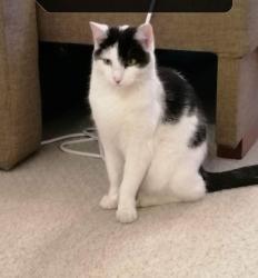 Lost Male Cat last seen Gundulf road, Lower Quinton, England CV37 8WX