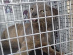 Shelter Stray Male Cat last seen , Orlando, FL 32839