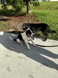 Found/Stray Unknown Dog last seen Sw Aquarius lane and Christmas lane, Port St. Lucie, FL 34984