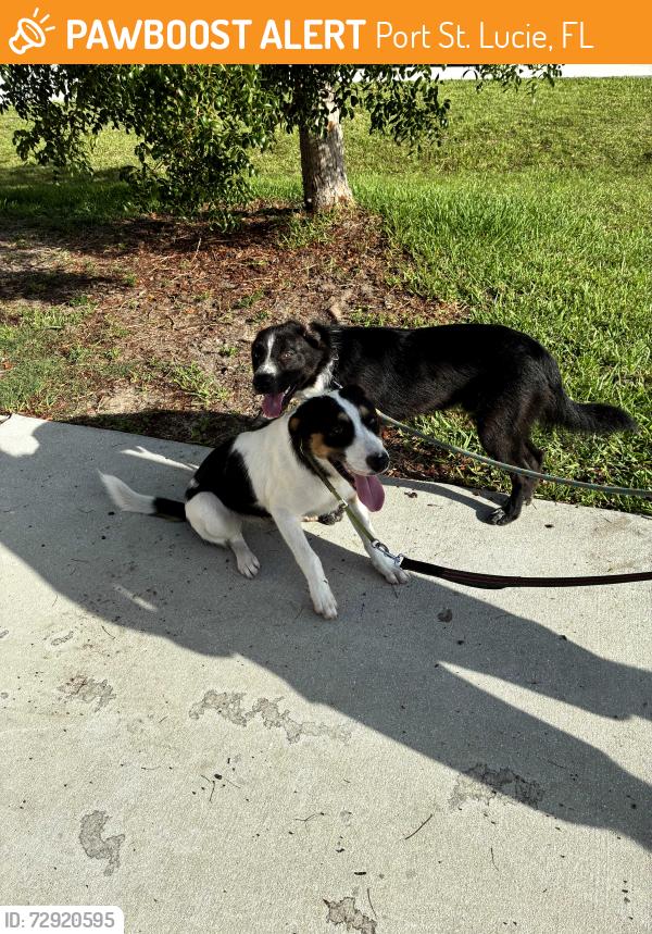 Found/Stray Unknown Dog last seen Sw Aquarius lane and Christmas lane, Port St. Lucie, FL 34984