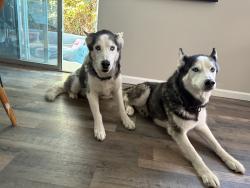 Reunited Male Dog last seen Copper/Chelwood, Albuquerque, NM 87123