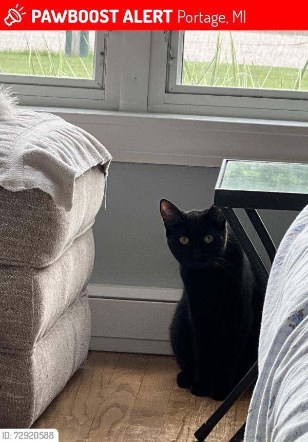 Lost Female Cat last seen Greenhill Street and Hill-n-brook, Portage, MI 49024