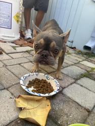 Reunited Female Dog last seen 6th Ave S And Federal Hwy, LW, Lake Worth Beach, FL 33460