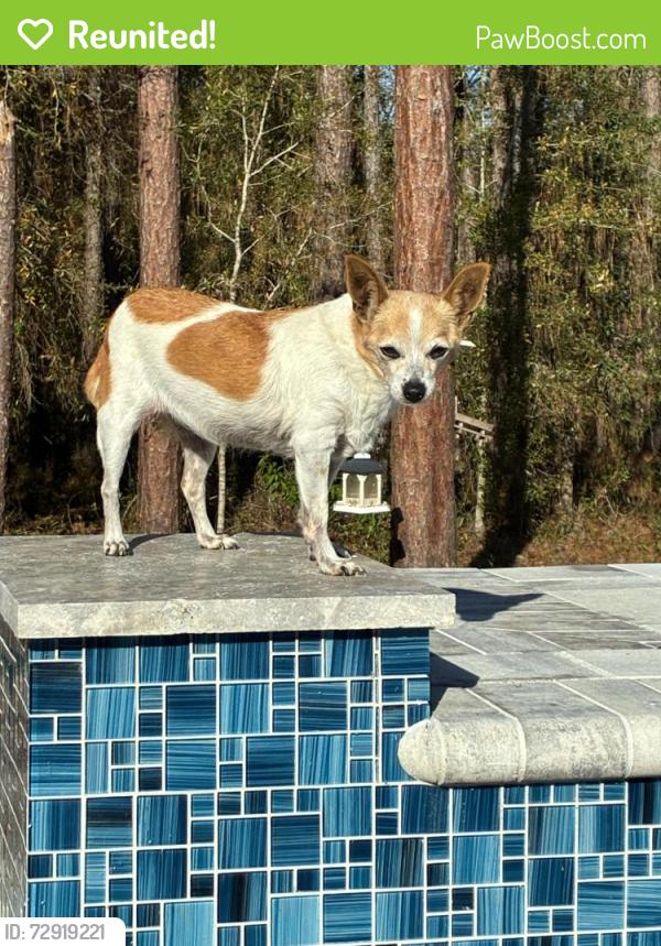 Reunited Female Dog last seen At home by pool at pine ridge blvd, Beverly Hills, FL 34465