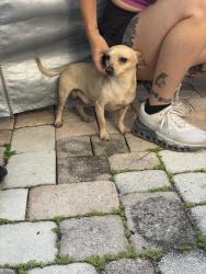 Reunited Male Dog last seen 6th Ave S and Federal Hwy, LW, Lake Worth Beach, FL 33460