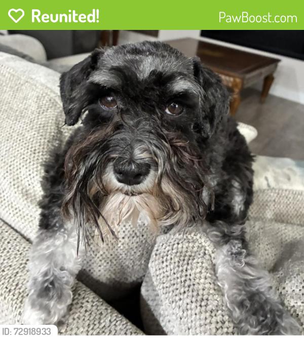 Reunited Female Dog last seen Tierra campeón-tierra lejana, El Paso, TX 79938