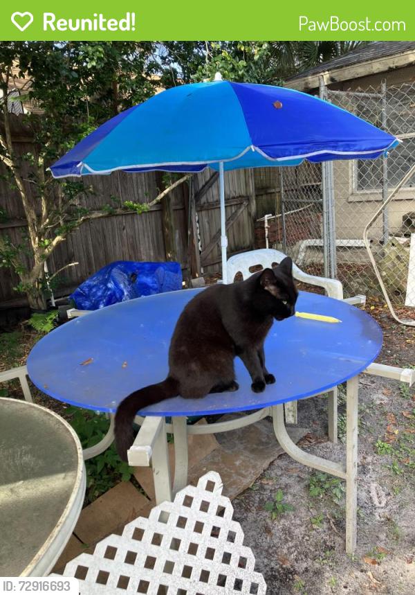 Reunited Female Cat last seen Lotus Path at Ewing in Clearwater , Clearwater, FL 33756