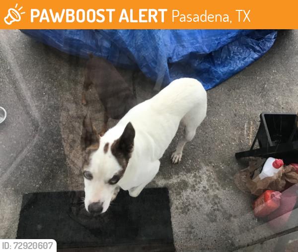 Found/Stray Male Dog last seen Cresterrace dr and Space Centerr Blvd, Pasadena, TX 77505