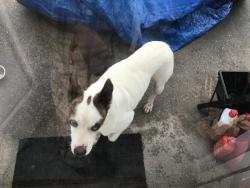 Found/Stray Male Dog last seen Cresterrace dr and Space Centerr Blvd, Pasadena, TX 77505