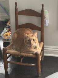 Reunited Male Cat last seen Grandeur, Gibsonia, PA 15044