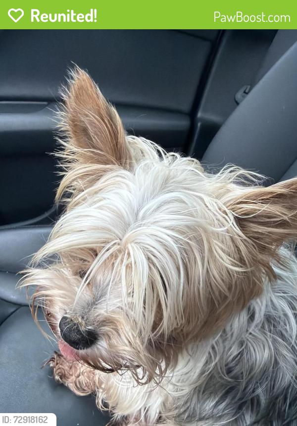 Reunited Female Dog last seen S lazy meadow way , Montgomery County, TX 77386
