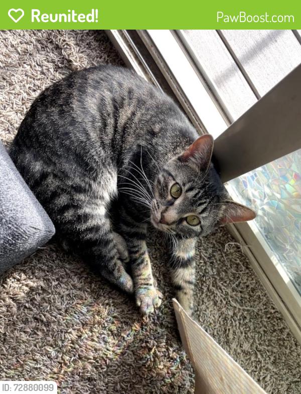 Reunited Female Cat last seen Two blocks south of Trollwood park on 1st, Fargo, ND 58102