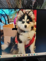 Lost Female Dog last seen Lake Marion creek rd and McMan rd, Poinciana, FL 33844