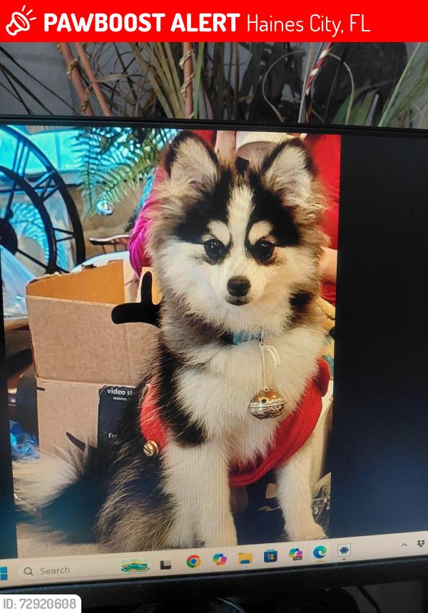 Lost Female Dog last seen Lake Marion creek rd and McMan rd, Poinciana, FL 33844