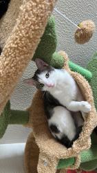 Reunited Female Cat last seen She was in the house , Kingston, PA 18704