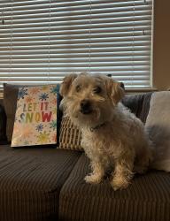Reunited Male Dog last seen Rocklin, CA, USA, Rocklin, CA 95677