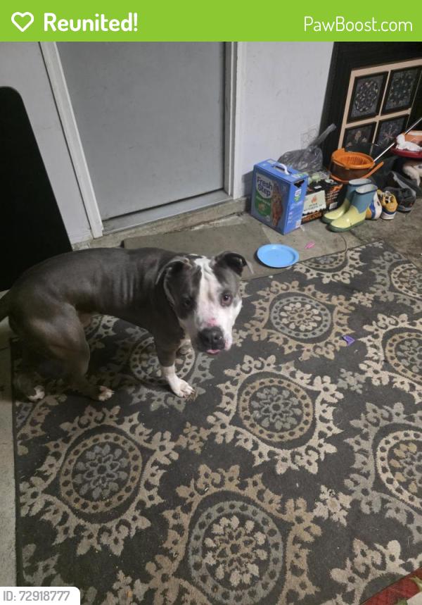 Reunited Male Dog last seen Franklin and Raymond, Indianapolis, IN 46239