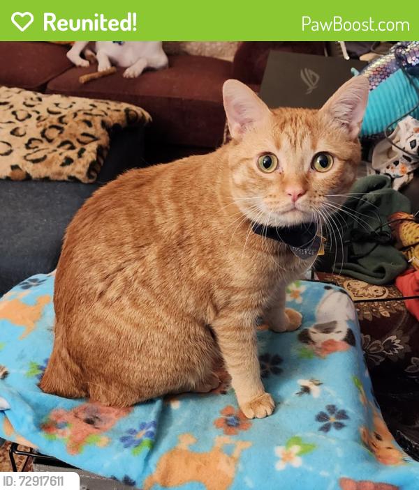 Reunited Male Cat last seen Baker Heights Neighborhood, Acworth, GA 30101