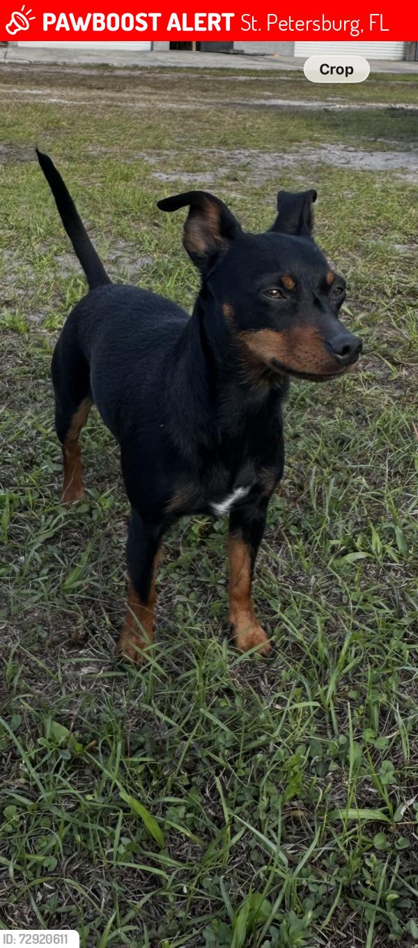 Lost Female Dog last seen St Anthony’s hosp at Pete , St. Petersburg, FL 33701