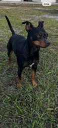 Lost Female Dog last seen St Anthony’s hosp at Pete , St. Petersburg, FL 33701
