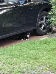 Found/Stray Unknown Cat last seen Charleston Place. SW 18TH ST BOCA, Boca Raton, FL 33486