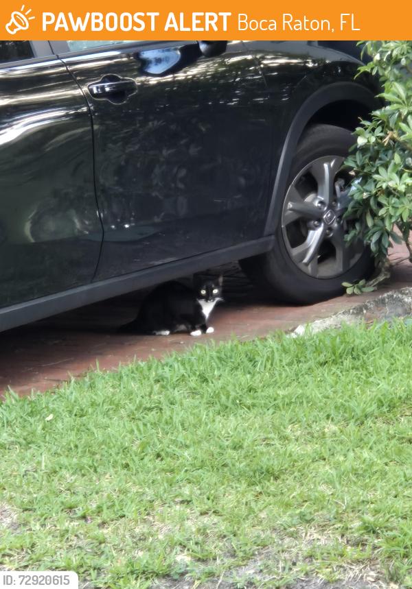 Found/Stray Unknown Cat last seen Charleston Place. SW 18TH ST BOCA, Boca Raton, FL 33486