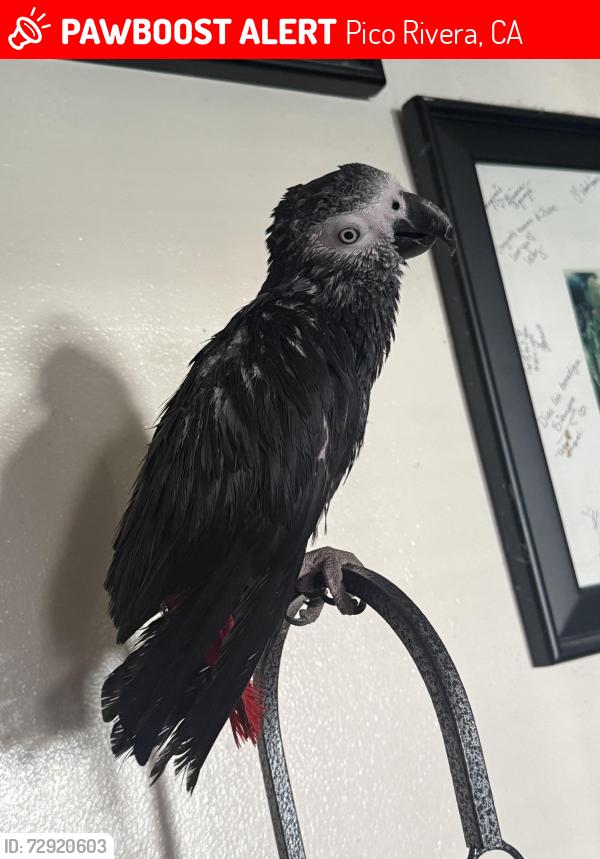 Lost Male Bird last seen Slauson Ave, Pico Rivera, CA 90660