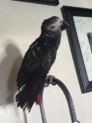 Lost Male Bird last seen Slauson Ave, Pico Rivera, CA 90660