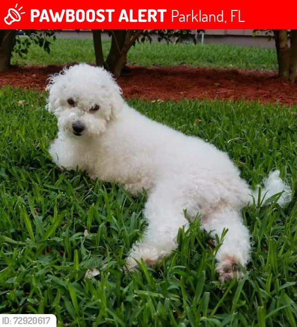 Lost Female Dog last seen Hillsboro and Mecca, Parkland, FL 33067