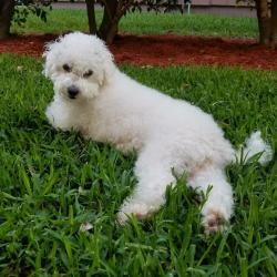 Lost Female Dog last seen Hillsboro and Mecca, Parkland, FL 33067