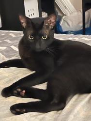 Lost Male Cat last seen Cottonwood Cir, Weston FL 33326, Weston, FL 33326