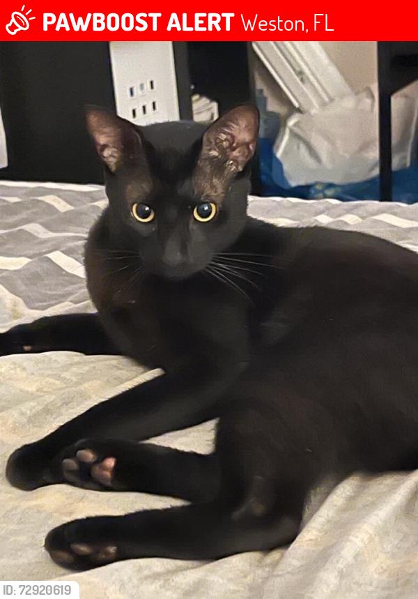 Lost Male Cat last seen Cottonwood Cir, Weston FL 33326, Weston, FL 33326