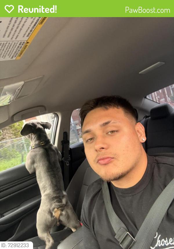Reunited Male Dog last seen George st , Hartford, CT 06114