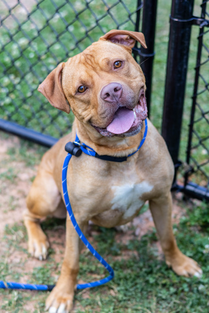 Shelter Stray Male Dog last seen Near Rainbow Drive Decatur, 30034, 30034, GA, Atlanta, GA 30341