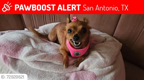 Lost Female Dog last seen W ANSLEY AND COMMERCIAL , San Antonio, TX 78224
