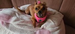 Lost Female Dog last seen W ANSLEY AND COMMERCIAL , San Antonio, TX 78224