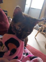 Reunited Female Cat last seen Eastside Inner Athens , Athens, GA 30601