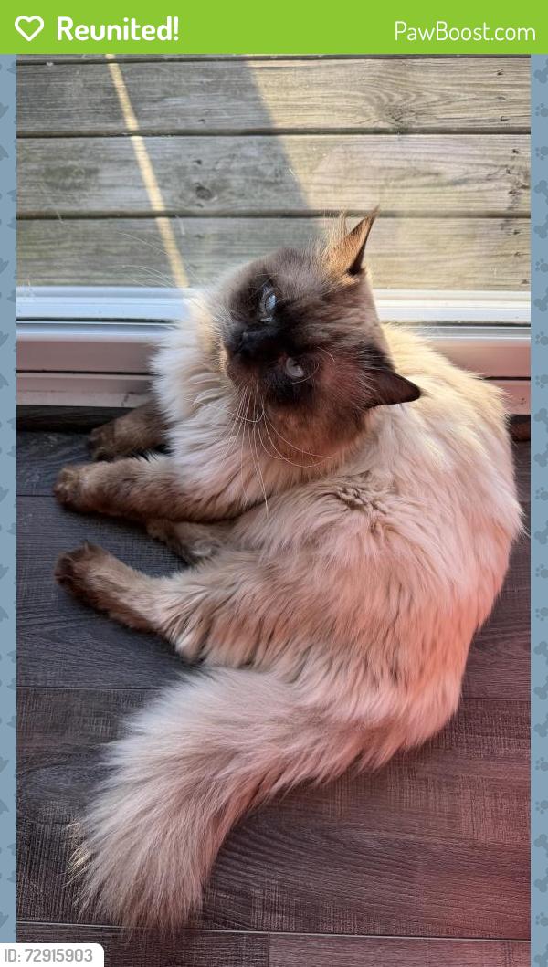 Reunited Male Cat last seen West Chester , West Chester Township, OH 45069
