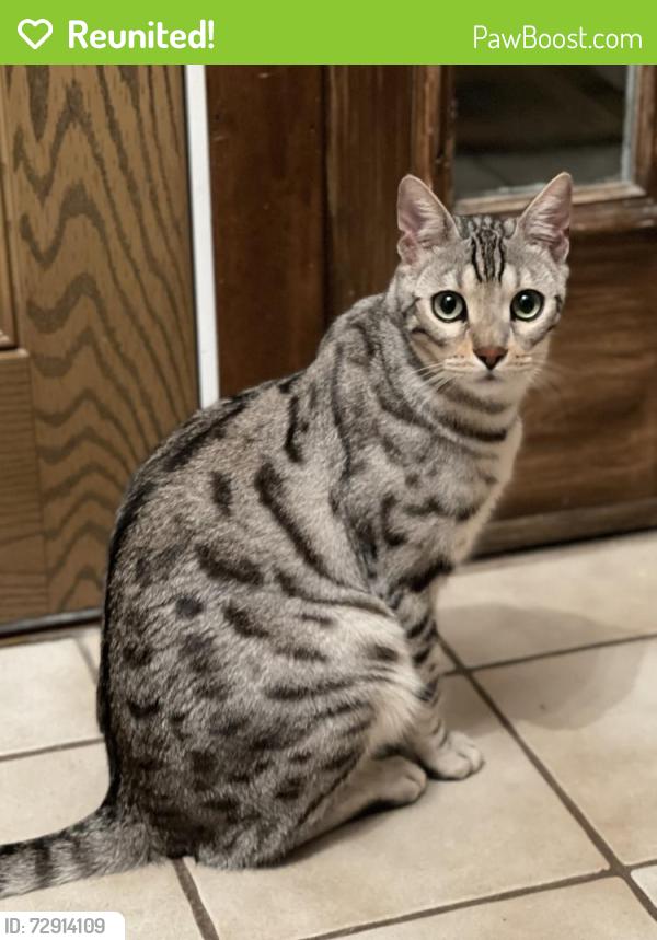 Reunited Male Cat last seen  Wilshire Ln in Northgate, Arlington Heights, IL 60004