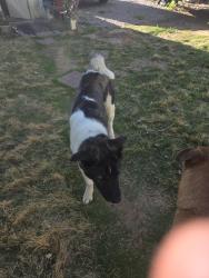 Found/Stray Male Dog last seen colfax and Yosemite , Denver, CO 80220