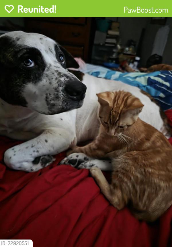 Reunited Male Cat last seen Dollar General Main and Division , Springfield, MO 65803